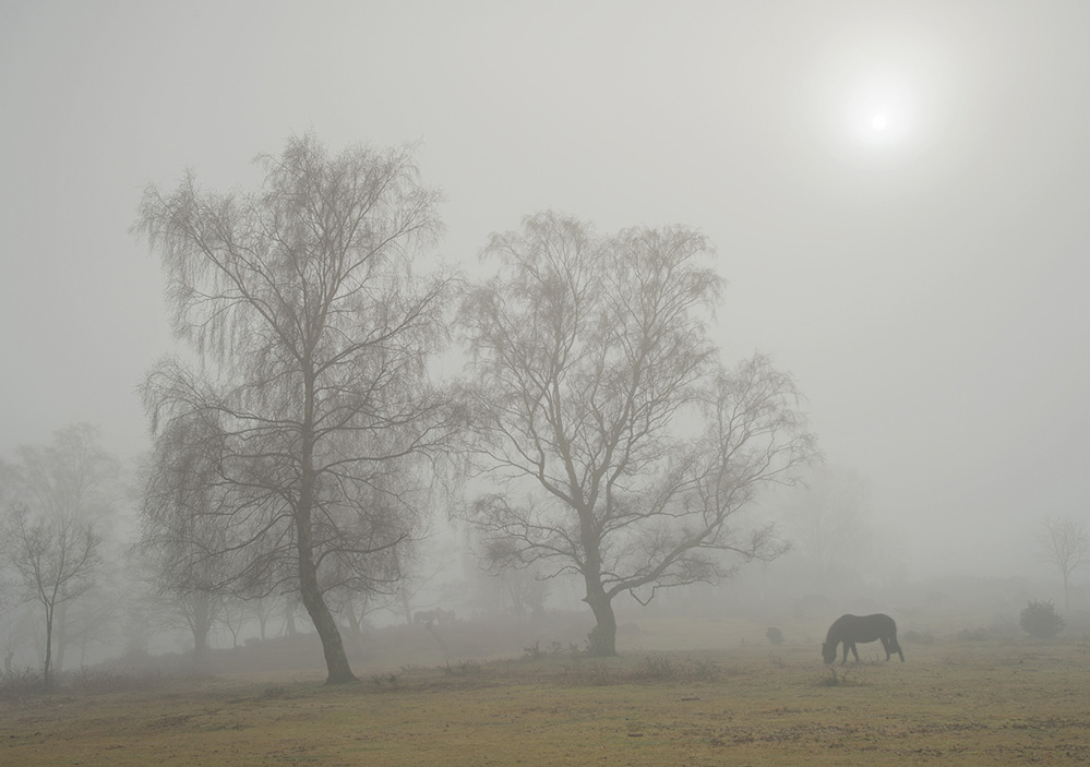 Winter Misty Day, Furzley Common 2